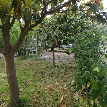 Apartment With Yard And Trees Thronion
