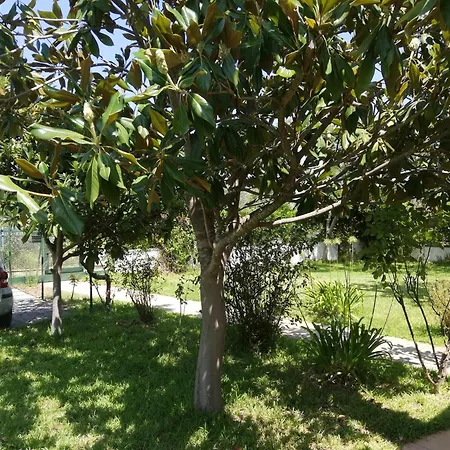 Apartment With Yard And Trees